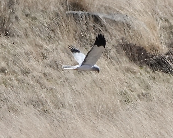 hen harrier